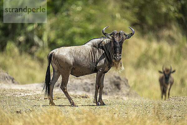 Blue wildebeest stands watching camera near another