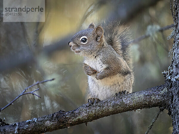 A red squirrel  Tamiasciurus hudsonicus  pauses to watch an onlooker from the safety of a white spruce branch in Southcentral Alaska. Red quirrels are present in most of Alaska's forested regions.