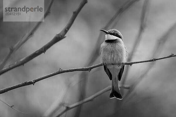 Mono little bee-eater on twig turning head