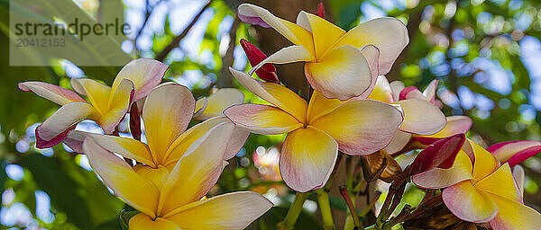 Pink and yellow Frangipani flowers at Palermo Botanical Gardens (Orto Botanico)Sicily  Italy  Europe