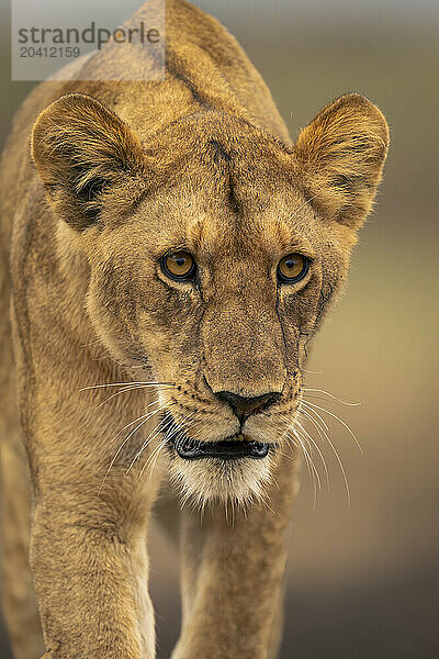 Close-up of young male lion lowering head