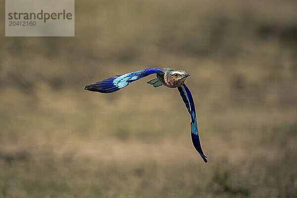 Lilac-breasted roller with catchlight flies over savannah