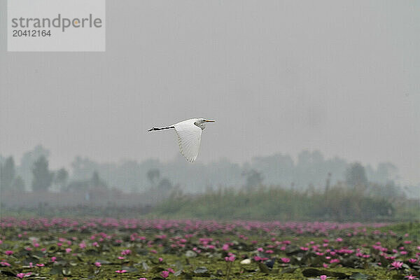 Egret flying overthe water lillies in Pink Lotus Lake  Thailand.