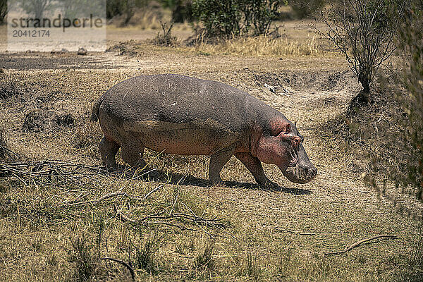 Common hippopotamus descends grassy bank in sunshine