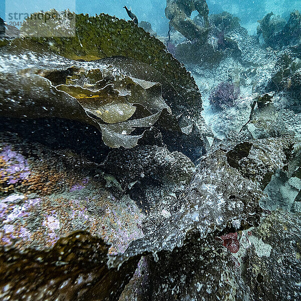 Scuba Diving Vancouver Isalnd - Sooke Bay