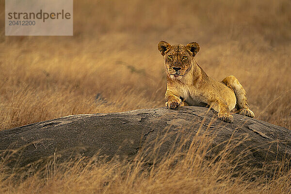 Lioness lies on low rock watching camera