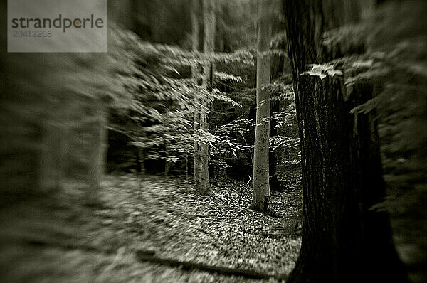 a trail leads through the forest of trees