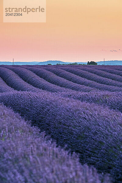 Rows of purple lavender in height of bloom in early July in a field on the Plateau de Valensole at sunset