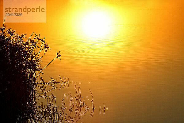 Albufera of Valencia  Spain.