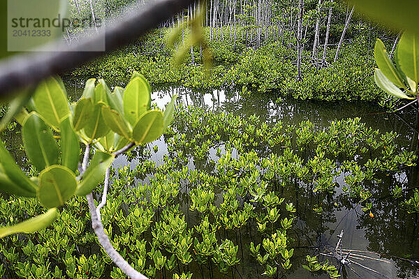 Omagieca Mangrove Garden  Bantayan island  Philippines