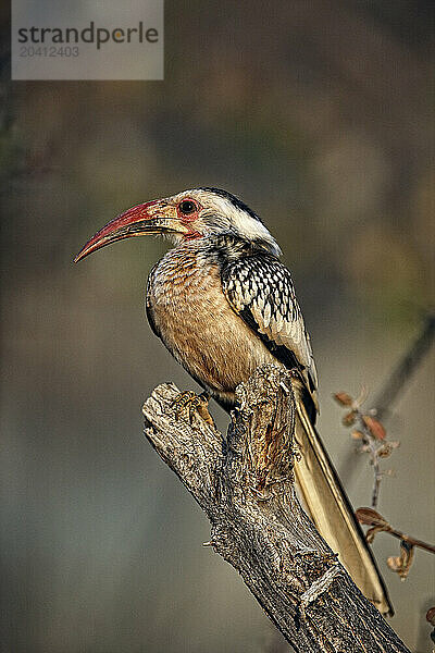 Southern yellow -billed hornbill (Tockus flavirostris) in Etosha  Namibia