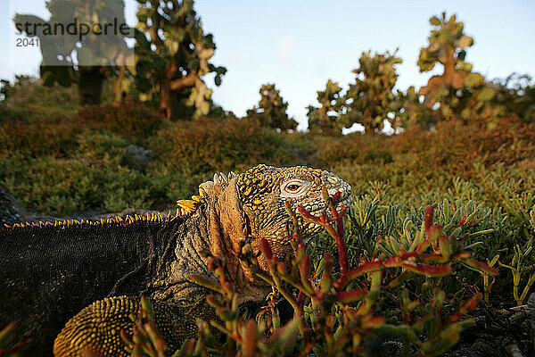 Iguana  Conolophus subcristatus  Plazas Sur