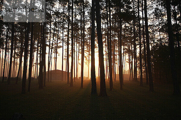 A fast-moving wildfire glows bright orange through a grove of trees near a coastal tourist town in South Carolina.