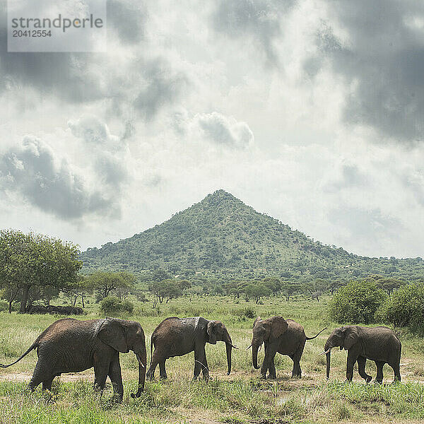 A herd of elephants wander the plains with a large forested moun