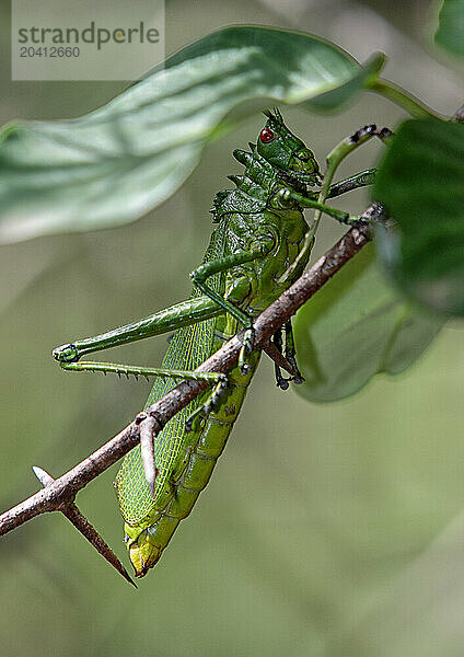 Insect in the Garamba National ParkGaramba National Park African savanna