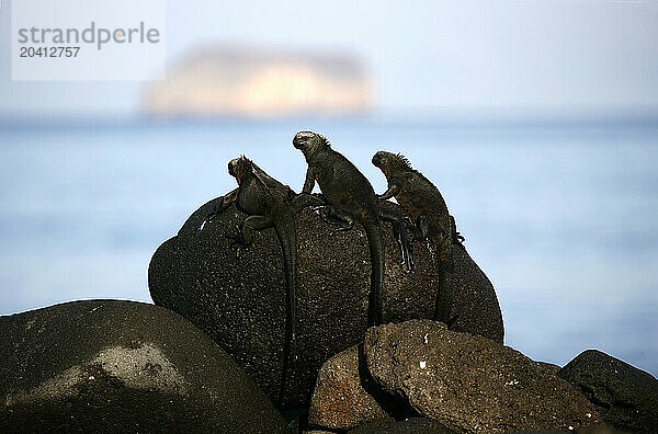 Iguana marina  Amblyrynchus cristatus  Santa Cruz island