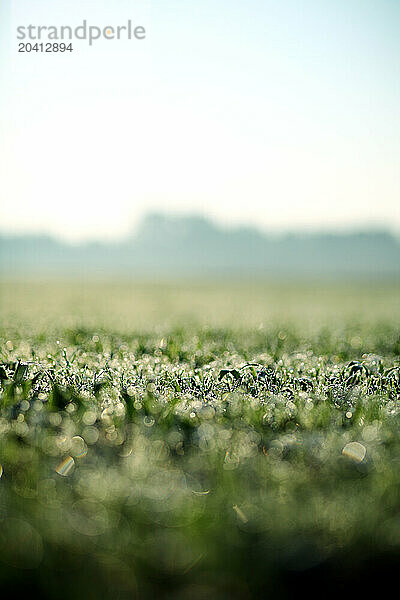 Selective focus of open field with trees in the background.