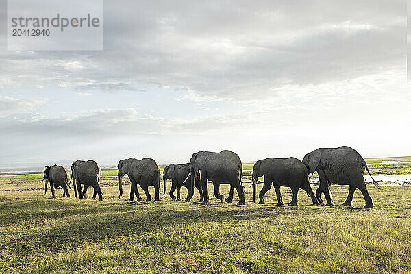 A herd of elephants walk a dusty landscape  silhouetted against