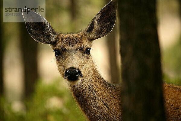 Venado Bura- small deer-Bryce Canyon National Park