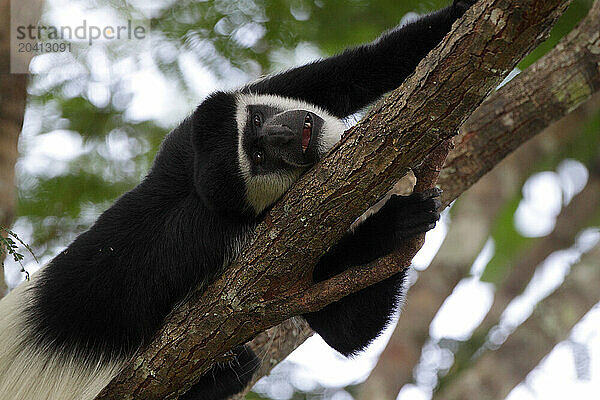 Colobus guerezaDemocratic Republic of Congo Garamba National Park