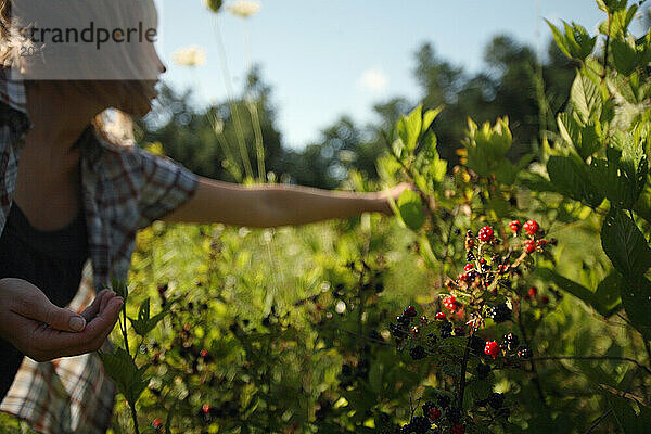 A woman picks blackberries at the farm