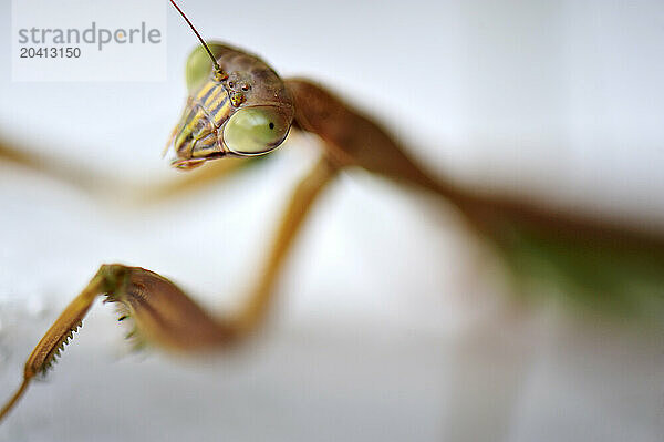 A Praying Mantis staring directly into the camera pressed against an out of focus white background.