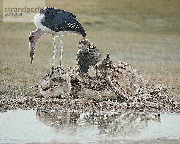 A stork picks a carcass clean  reflected in a puddle.