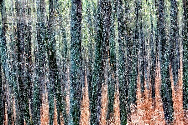 Autumn in the forest 'El Tiemblo'. Moving ferns. Avila. Spain