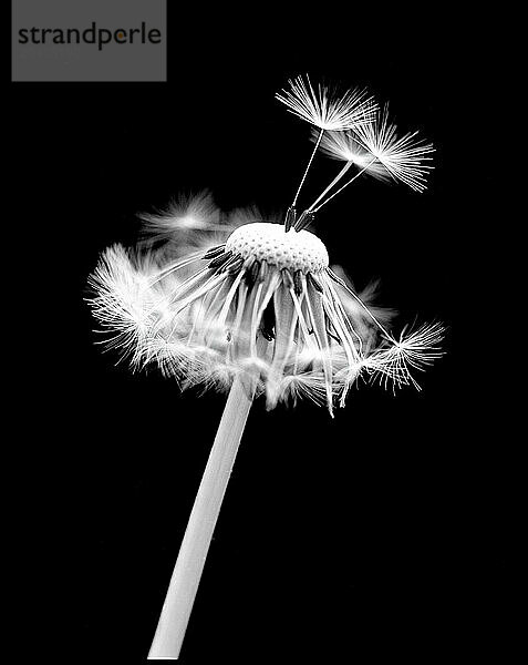 Dandelion with seeds