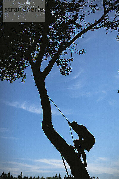 A silhouette of a man using a rope swing to climb a tree on an island in Maine.