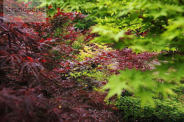 Japanese Maple leaves