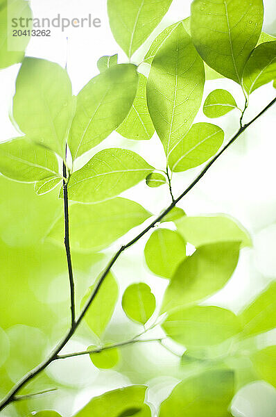 Bright green spring leaves form a abstract pattern