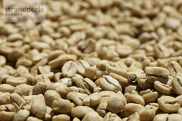 Coffee beans drying in the sun