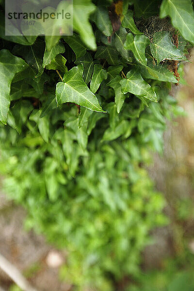 Ivy grows up a tree.