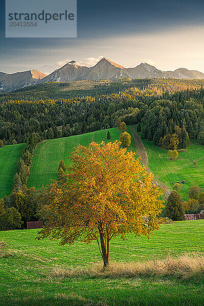 Golden Sunset over Lone Tree in Slovakia's Tatra Mountain Foothills