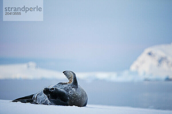 A weddell seal (Leptonychotes weddellii) on Curverville Harbour  Antarctica.