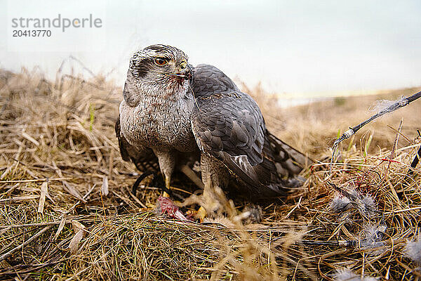 A goshawk tears into its prey  a cottontail rabbit  after a successful falconry hunt.