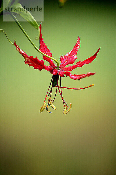 Flower  Orango National Park  Poilao