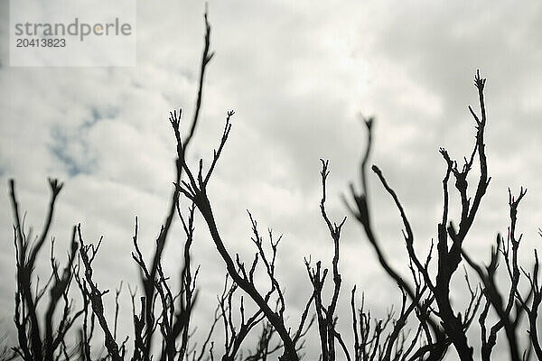 Wind-twisted and fire-charred shrubs on the Great Ocean Road  Victoria  Australia.