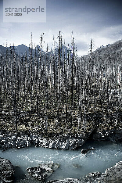 Regenerating forest after a fire