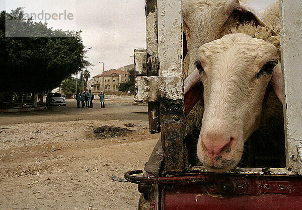 Sheep in Nablus