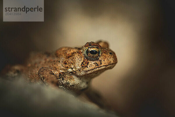 Portrait of an American Toad in New Hampshire