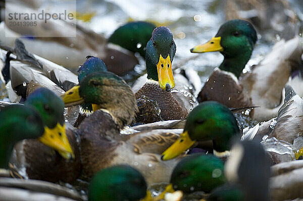 A flock of male Mallard Ducks chaotically thrash around while swimming in a pond.