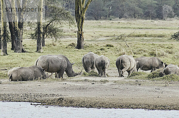 A herd of rhinocerus lazily lay in a grassland in the heat of mi