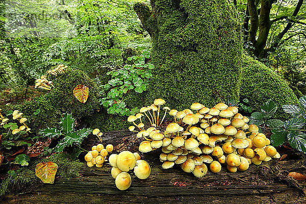 Beech forest in the Natural Park of UrkiolaGroup of mushrooms in a beech forest