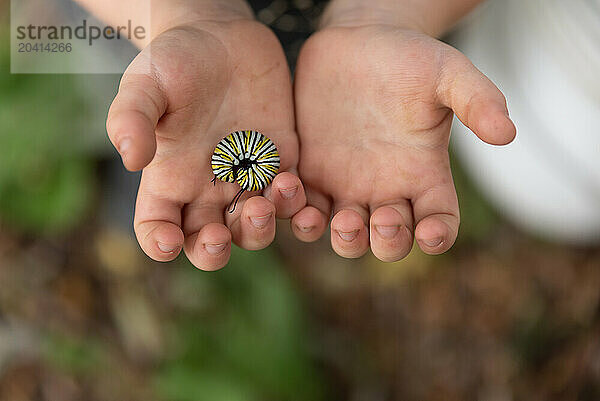 Toddler holding Monarch caterpillar  close-up