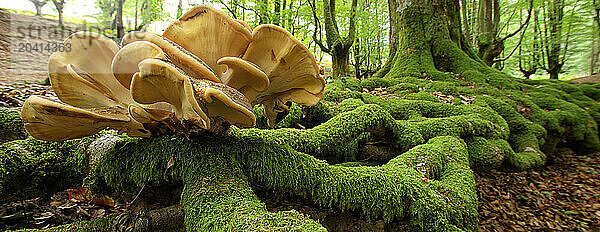 Fungi in the Gorbea Natural Park