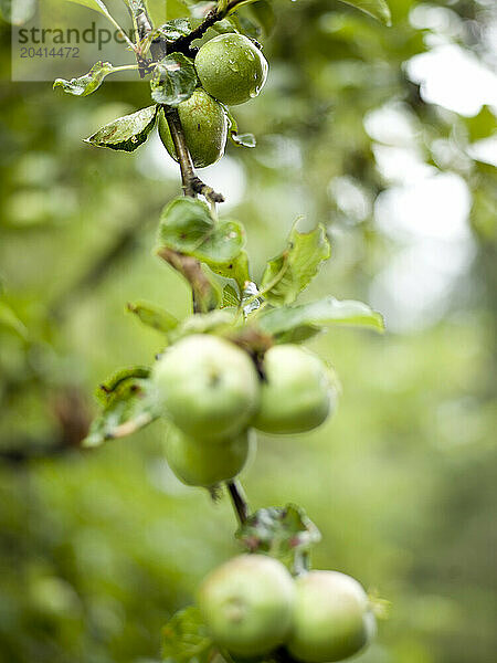 apple tree laden with fruit