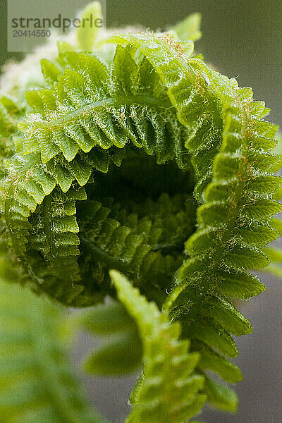 A detail shot of a fern starting to uncurl it's leaves in springtime in the wood in Stamford  Connecticut.