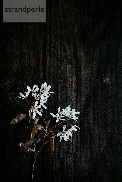 Blossom flat lay on dark background 2